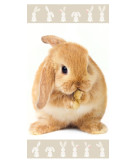 Bunny Beach towel 70*140 cm